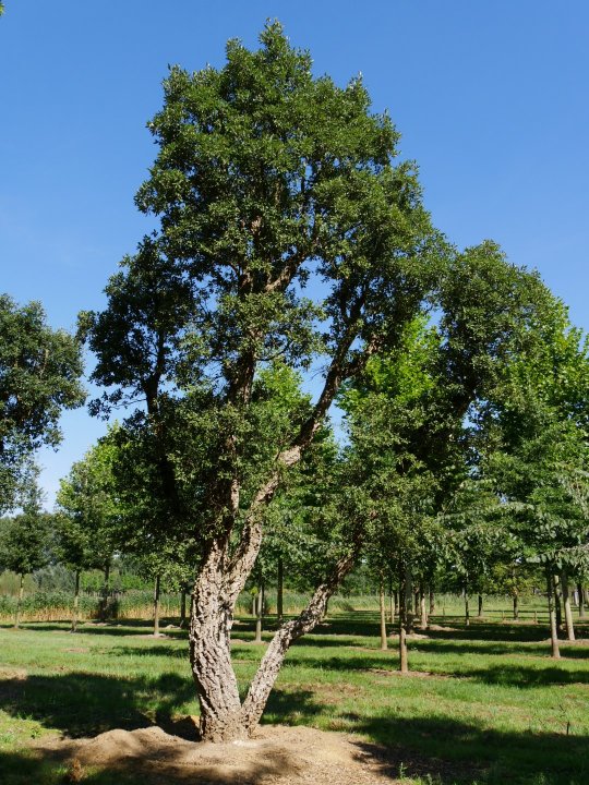 Bomen